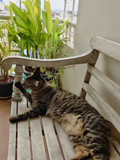 Reiki enjoying a stretch on the outdoor bench. Cats need their own space to relax, and I make sure they have plenty of it.