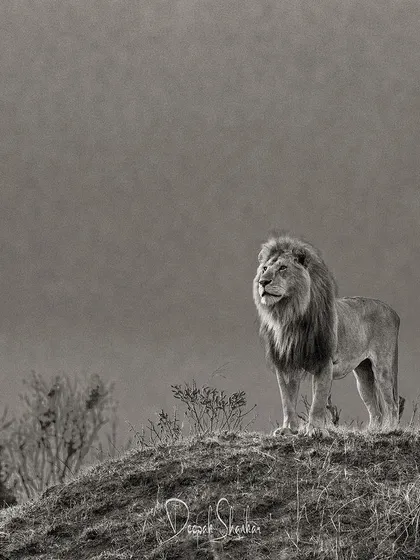 This is Oloimina of the Black Rock Pride. He surveys his kingdom with a gaze of dominion and protectiveness, a true king poised to defend his realm.