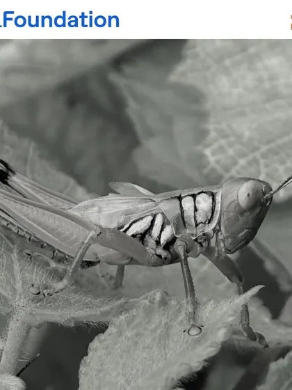 A grasshopper rests on a leaf, perfectly camouflaged. These herbivores are a vital food source for birds and reptiles, playing their part in the intricate web of life we aim to restore.