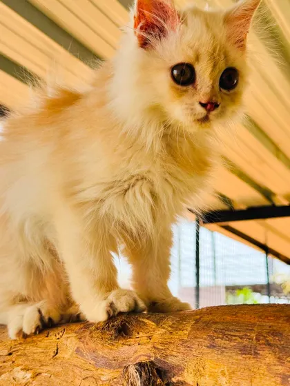 A close-up of a beautiful kitten perched on a log in our enclosed play area. We provide natural elements for climbing and scratching.