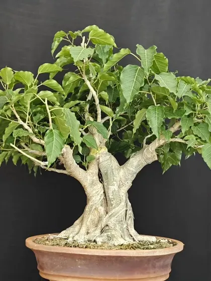 A studio shot of the same twisted Bodhi bonsai, highlighting its powerful form against a dark background. The structure and balance of this tree are the result of years of work.