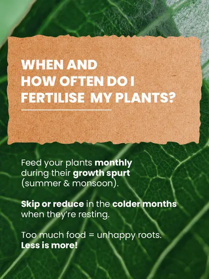 When should you fertilize? We recommend feeding your plants monthly during their growth spurts in summer and monsoon, and reducing it in colder months. Remember, less is more!