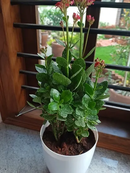 A flowering Kalanchoe plant in a simple white pot, perfect for a windowsill where it can get plenty of light to encourage blooming.