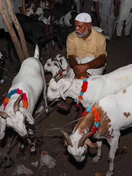 A seller sits with his decorated goats at the Bakra Mandi, waiting for customers in the lively night market.