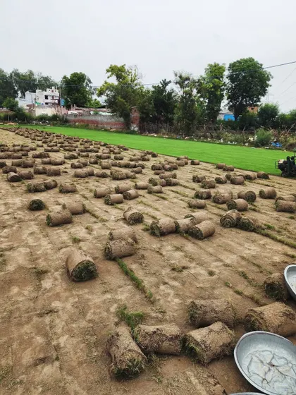 A wide shot of our farm during a harvest for an order to Udaipur. The sheer number of rolls shows our capacity to supply large-scale projects.