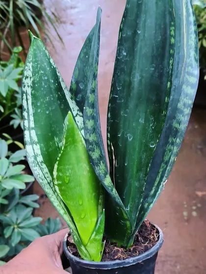 This Sansevieria Jaboa is a less common variety with wide, mottled leaves. Like all snake plants, it's a great choice for beginners.