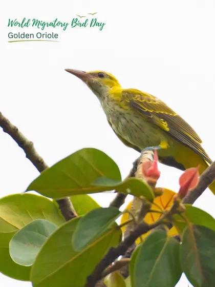 A Golden Oriole, a summer visitor, returns to our green belts to breed. Its presence is a sign that our restoration efforts are creating a healthy, functioning habitat.