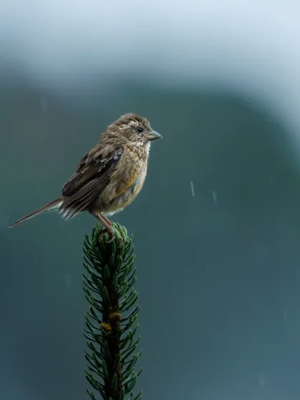 A small bird, likely a bunting or finch, braves a light drizzle on its pine-top perch in Sikkim. Photographing in different weather conditions is part of the adventure.