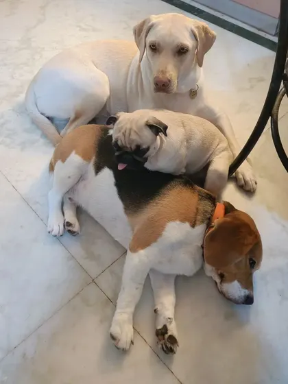 Three friends, three different breeds, one happy pile. Luna, Borris, and Gundumani show us that friendship comes in all shapes and sizes.