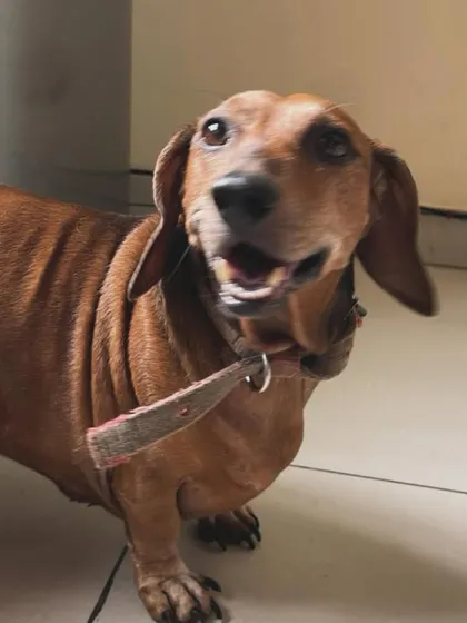 A happy little Dachshund with an excited smile. It's our mission to make every dog feel this joyful during their stay with us.