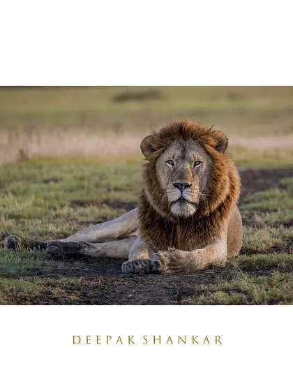 The Lions of Serengeti. There's a quiet authority in the way this male lion holds himself. Even at rest, his presence is immense. This print captures that regal stillness and the untamed spirit of Tanzania's plains.