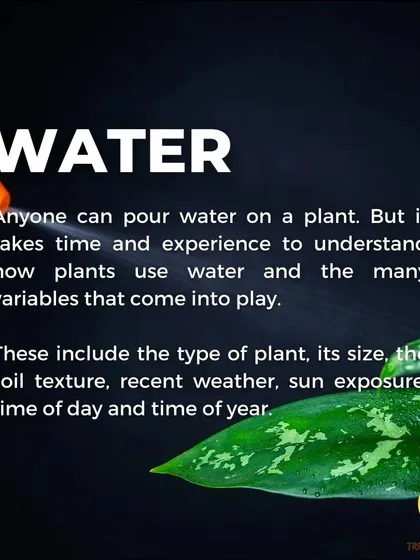 Understanding how to water is crucial. It's not just about pouring water; factors like plant type, size, soil, and sun exposure all play a role in how much water a plant needs.