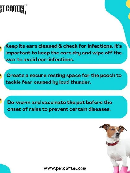 More tips for a safe monsoon: regularly check and clean your pet's ears to prevent infections, create a secure space to help with thunder anxiety, and ensure vaccinations are up to date.