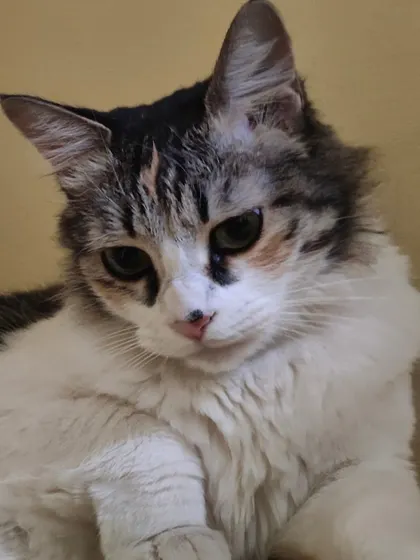 A lovely portrait of Laila. Her multi-colored coat and sweet face are just precious.