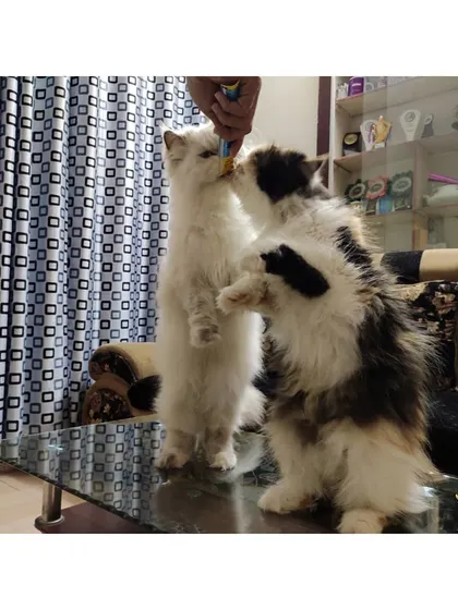 These two cats stand on their hind legs, reaching for a treat together. This is a great example of positive reinforcement and fun interaction during their stay.