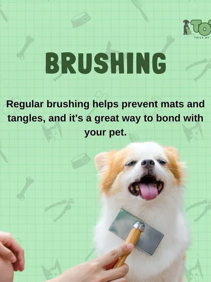 At-home grooming tip: Regular brushing is key! It helps prevent mats and tangles, reduces shedding, and is a wonderful way to bond with your pet.