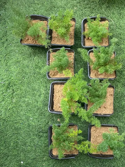 Every great wall starts with healthy plants. We source high-quality saplings, like these asparagus ferns, to ensure your vertical garden has a strong and beautiful start.