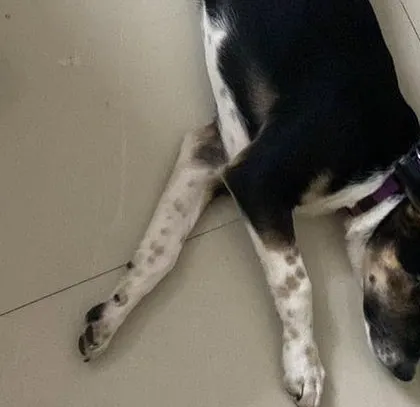 This is Kaali in her favorite napping position. We ensure all our rescued dogs are comfortable, well-fed, and socialized before they are put up for adoption.