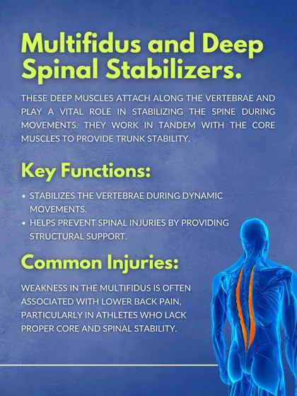 The Multifidus and Deep Spinal Stabilizers. These deep muscles attach along the vertebrae and work with the core to provide trunk stability and prevent spinal injuries.