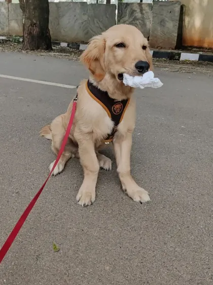 Hope found a treasure on our walk. I always supervise closely to make sure playtime is safe, even when they find their own toys.