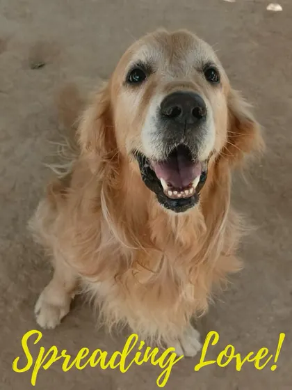 This is the look of pure happiness. We live for these moments, capturing the joyful spirit of our guests like this beautiful Golden Retriever. It’s a reminder that we’re not just a facility, we’re a place for spreading love.