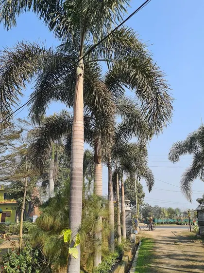 A row of tall Foxtail Palms standing against a clear blue sky, showcasing their height and graceful form. These are ideal for adding vertical elements to a landscape.