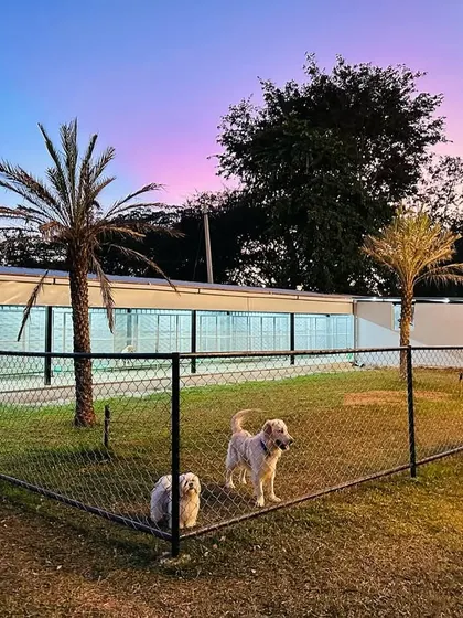 Two boarding dogs enjoying some evening air in a secure, fenced-in area right next to our clean and modern kennel building.