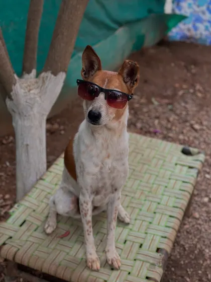 This cool dude is one of our resident Indies, proving that style and charm come in all breeds. He's waiting to meet you at the cafe.