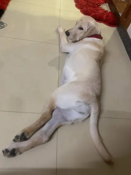 Candy, the Labrador sister of our adoptee Cookie, enjoying a nap. A happy, multi-dog household.