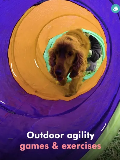 Our outdoor agility games, like this fun tunnel, are a key part of our Doggy Summer Camp activities.
