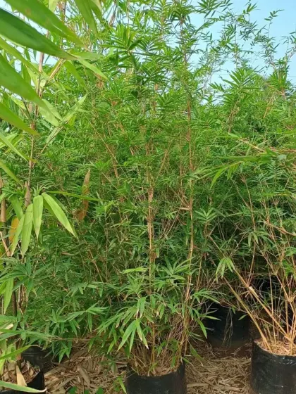 A close-up of a bamboo clump, showing the dense network of culms and leaves.