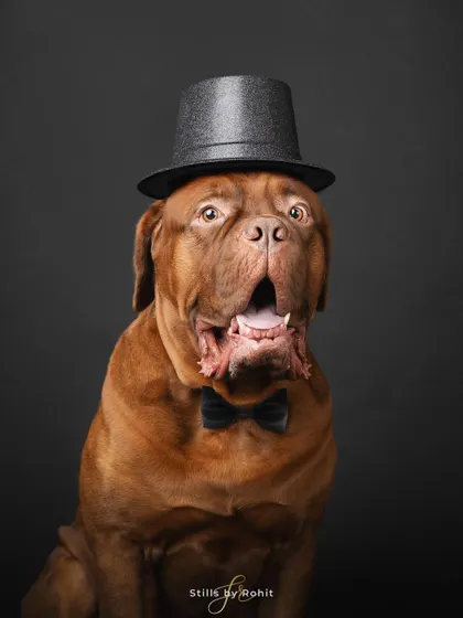 Party mode: activated! This dapper Dogue de Bordeaux, complete with a top hat and bow tie, is ready for the weekend. A great example of how we can have fun with props in the studio.