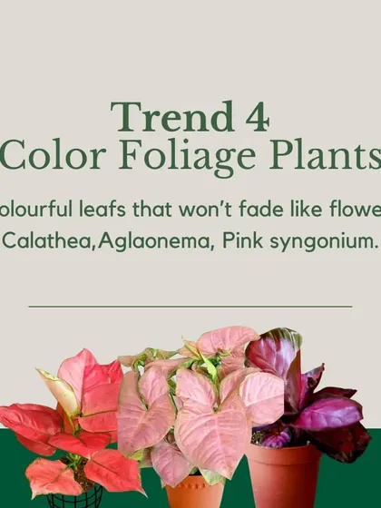 Trend 4: Color Foliage Plants. Add a splash of color that lasts all year with plants like Calathea, Aglaonema, or Pink Syngonium, which boast vibrant and patterned leaves.