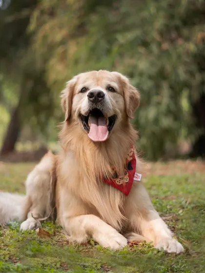 Archie the golden retriever flashes his famous sunny smile while relaxing on the grass in the park.