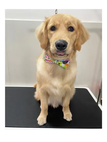 A handsome Golden Retriever puppy after his first full grooming session. He's looking very smart with his colorful bow tie.