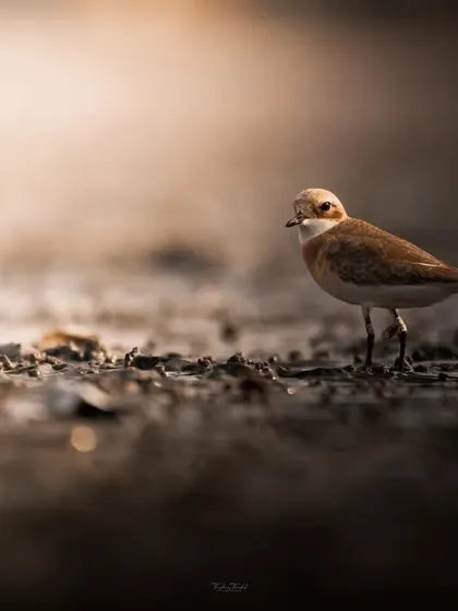 A Sand Plover stands on the textured sand, the soft lighting creating a dramatic and moody portrait.