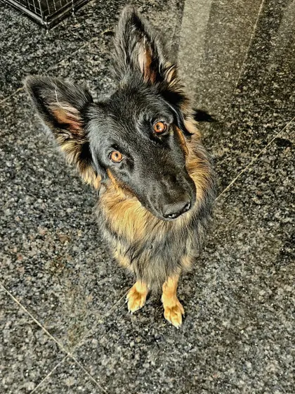 That curious head tilt gets me every time. This is Duggu, attentive and ready to work. His focus and willingness to engage make him an invaluable assistant during training sessions.
