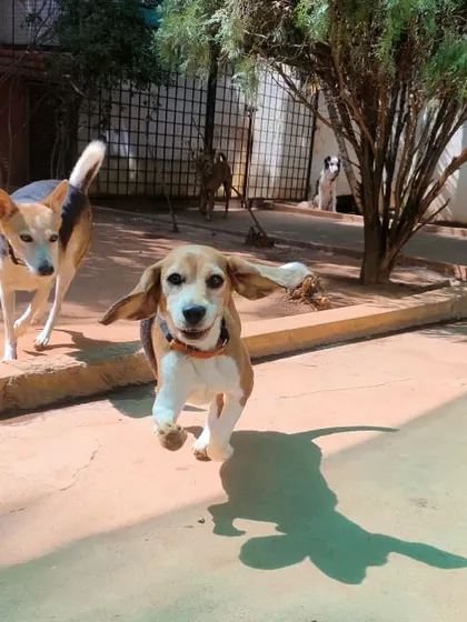 Zoomies are a daily routine here. We have plenty of open, secure space for dogs to burn off energy, chase their friends, and enjoy the freedom of being off-leash in a safe pack environment.