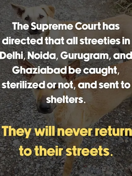 This post highlighted the devastating Supreme Court order regarding streeties in Delhi and surrounding areas. We felt it was crucial to inform our community about the reality of this situation.