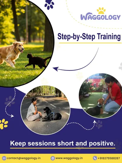 This graphic highlights my step-by-step approach, which is crucial in multi-pet homes. Whether it's introducing a new pet or managing existing relationships, patience and positive reinforcement are key.