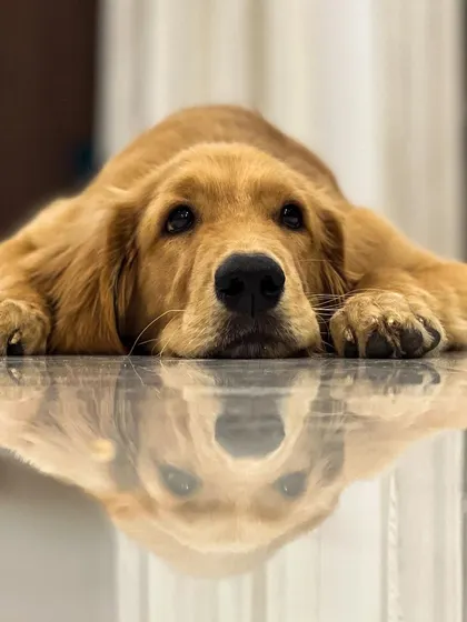 Meet Danny, a beautiful Golden Retriever with a thoughtful expression. Every dog has a unique personality, and my job is to understand what makes them tick.
