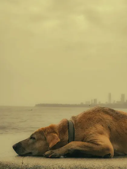 A dog rests peacefully on the sea wall, with the Mumbai skyline faintly visible in the hazy background. This touching image conveys a sense of calm and belonging, a quiet moment of solitude for one of the city's many street animals.