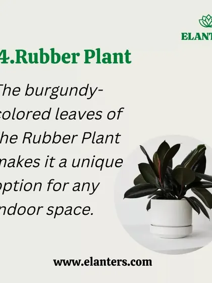 The Rubber Plant is a unique air-purifying option due to its striking burgundy-colored leaves, which add a touch of drama to any indoor space.