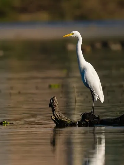 A Great Egret perched on a log in the water, its form reflected in the gentle ripples. The warm, golden light of late afternoon gives this scene a peaceful glow.