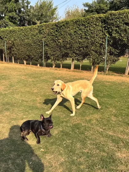 A Labrador and a French Bulldog enjoying a sunny day on the lawn. Our facility is perfect for dogs to socialize and play.