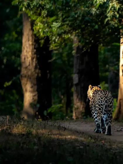 The same leopard continues its journey, disappearing back into the shadows of the forest. This sequence shows the fleeting nature of wildlife encounters and the importance of being ready to shoot.