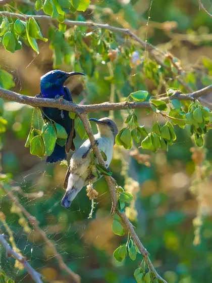 A male and female Purple Sunbird together on a branch, showcasing the difference in their plumage.