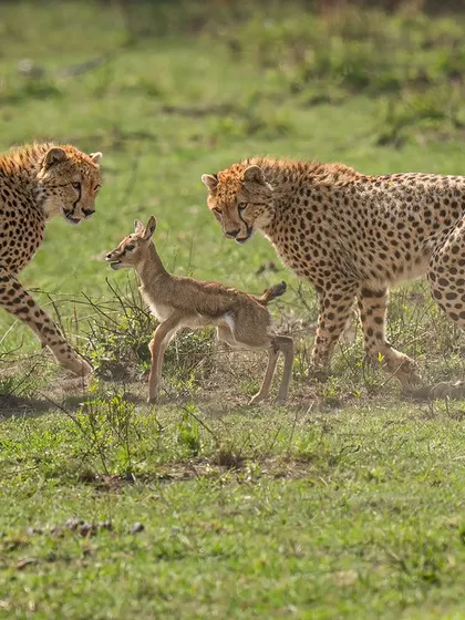 A fawn surrounded by two cheetah brothers. This tense moment before the chase is filled with suspense. My job as a photographer is to capture that emotion, telling the story of what's about to unfold.