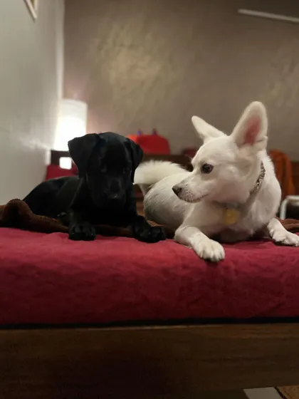 Little Bella getting to know Daisy. It's important for puppies to have positive experiences with calm, adult dogs, and I provide that safe environment.
