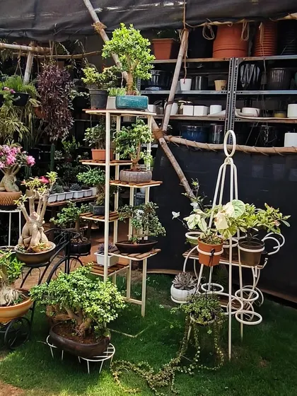 A quiet corner of our nursery. We love creating these little displays that mix different styles, from delicate bonsai to lush foliage, to give you inspiration for your own space.